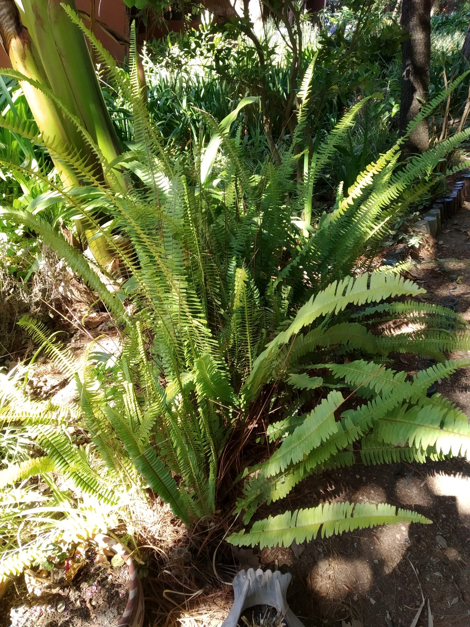 Nephrolepis exaltata